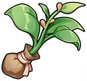 Hopeful Bud