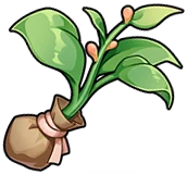 Hopeful Bud