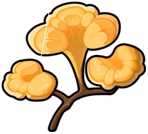 Golden Ganoderma