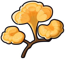 Golden Ganoderma